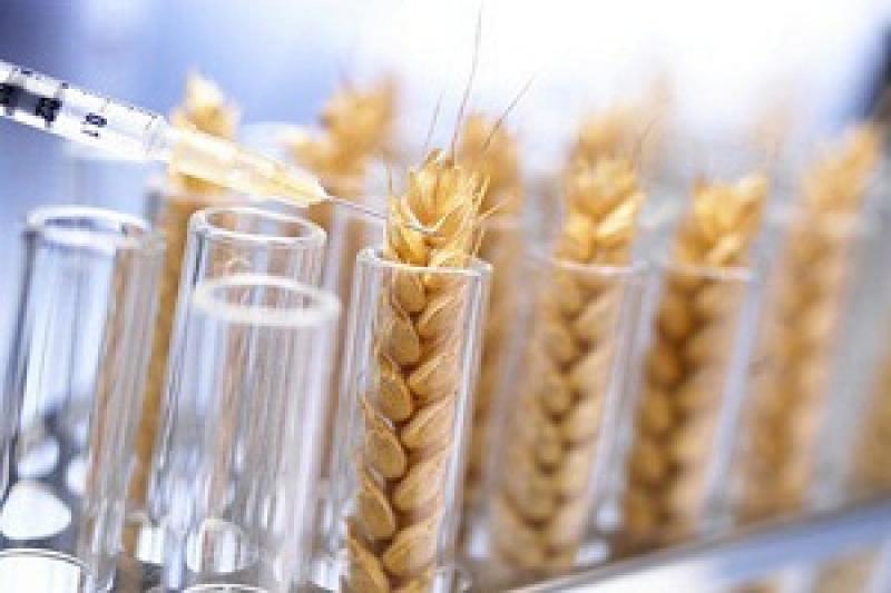 Законопроект про продовження мораторію на ГМО підтримав аграрний комітет
