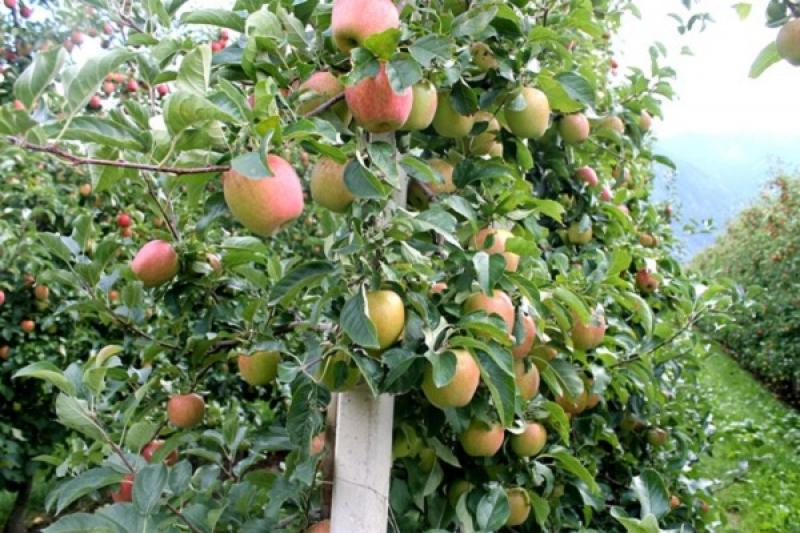 Україна отримає право на розмноження німецьких сортів яблуні, стійких до парші