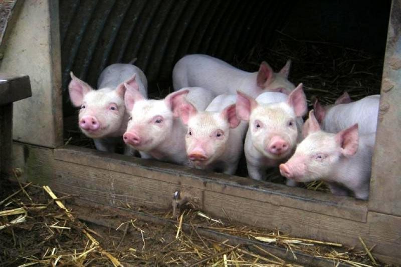 За неповні 2 місяці знищено 460 свиней на Харківщині 