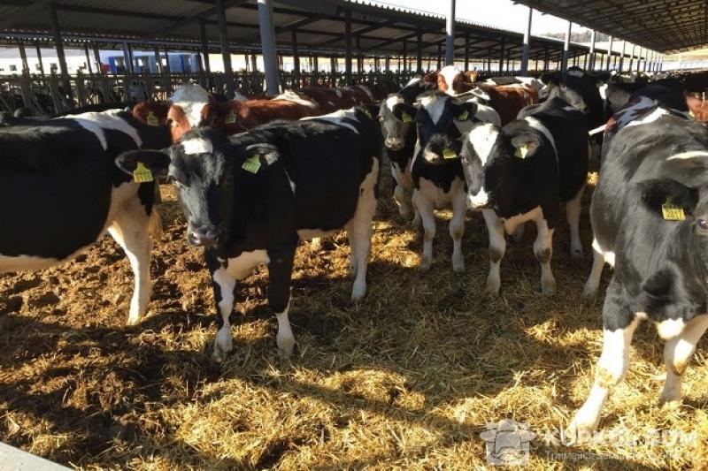 Райрада розробила проект «Розвиток молочного тваринництва і низька продуктивність сільськогосподарського податку ринків»