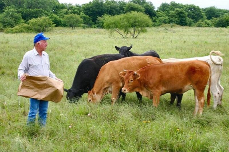 Мале та середнє фермерство є пріоритетними для ФАО в Україні