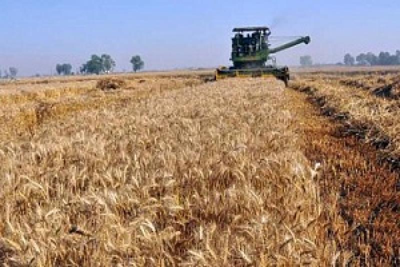 На Чернігівщині зернові зібрані на 67% від прогнозу