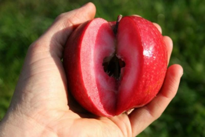 Яблука сорту швейцарської селекції Red Love