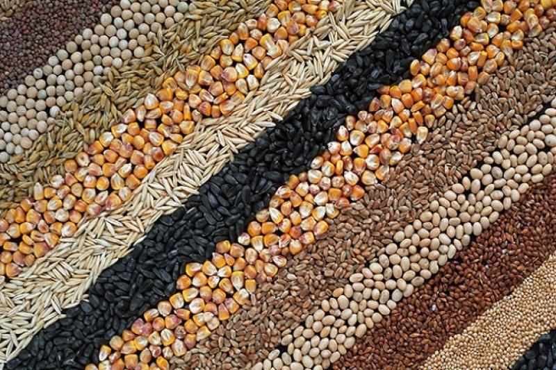 Аграрії повинні вирішити проблеми з якістю зерна