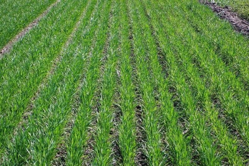 Сходи озимої пшениці у господарствах отримані на 70% засіяної площі