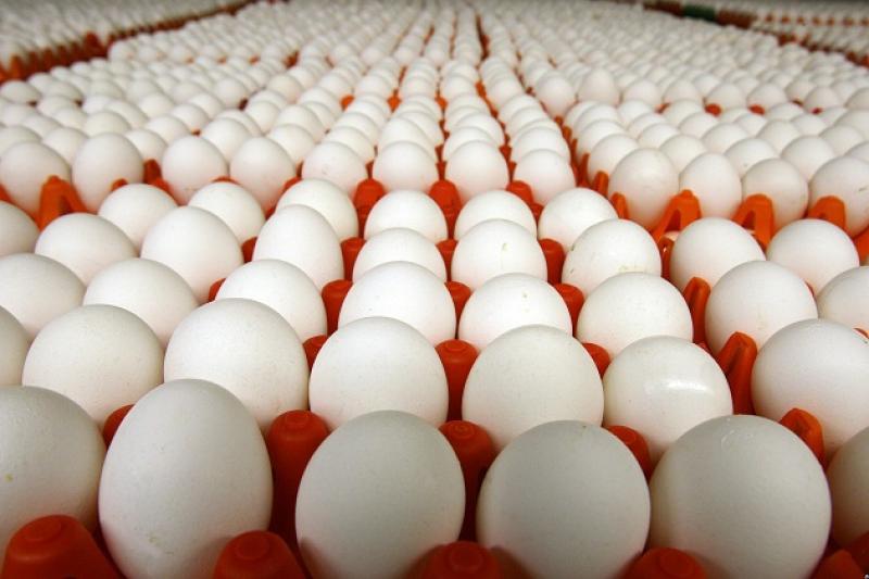 Середні ціни на яйця за місяць підвищилися на 54,6%