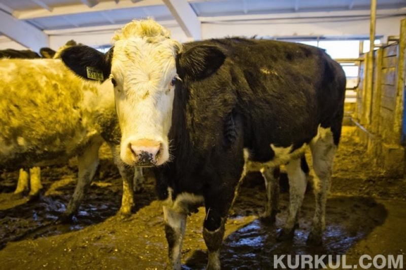 Ізраїльські корови виробляють у 5 разів більше молока, ніж українські