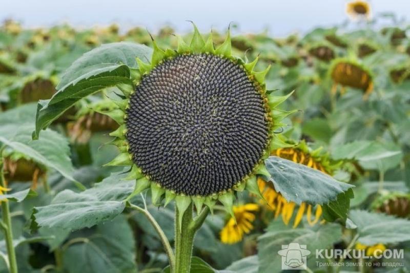 Посівна площа під соняшником у Хмельницькій області у 2016 р. збільшилася на 74%