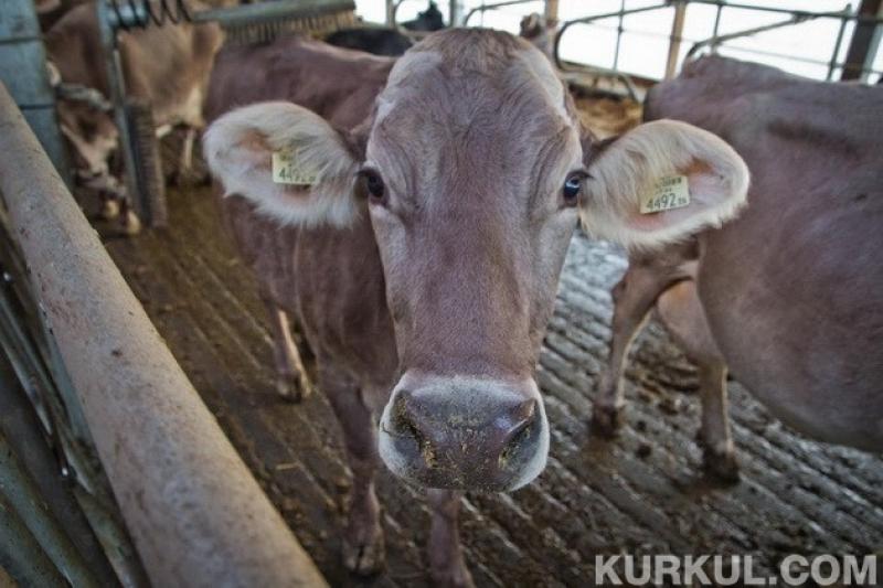 На Житомирщині сільгоспвиробники збільшують поголів’я корів
