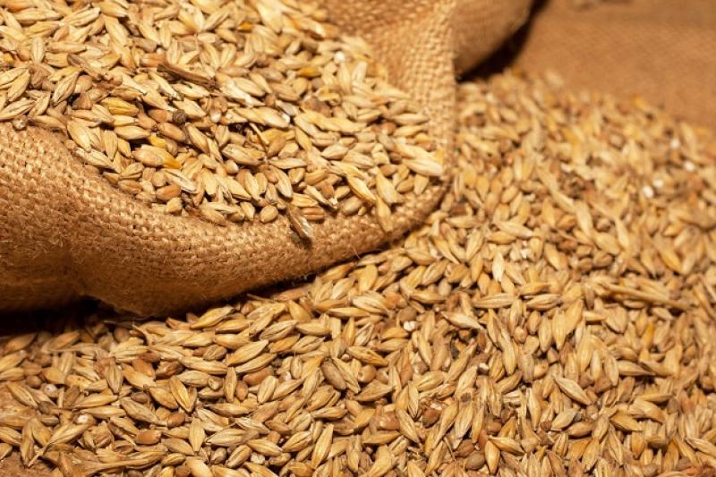 Валовий збір зерна у цьому році на 8% перевищить «рекордний урожай» на Вінниччині