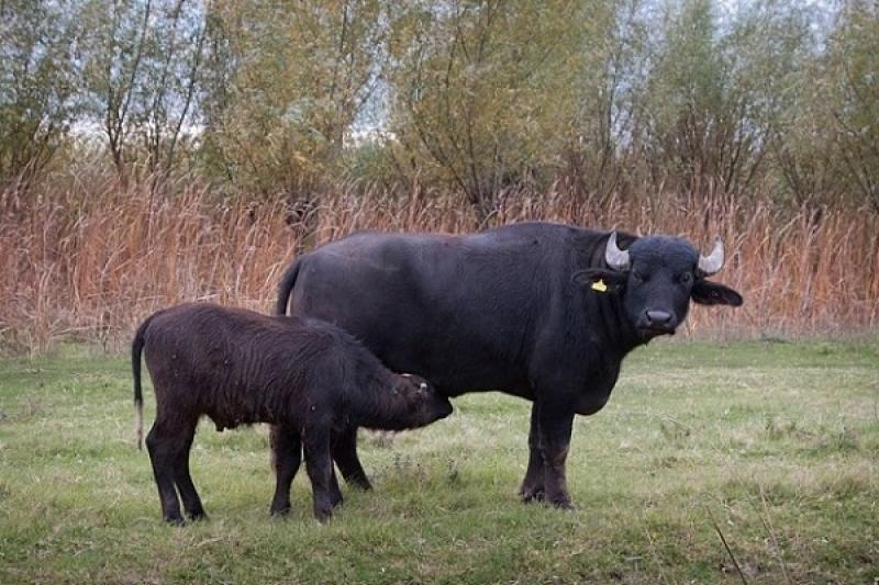 Чорних буйволів на Одещину завезли з Закарпаття 