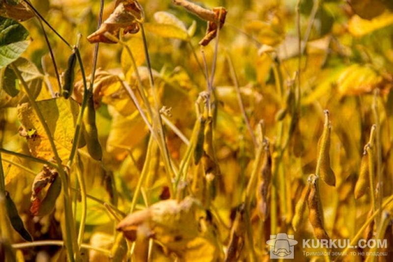 Держава має суворіше взятися за наведення порядку з ГМО в Україні?