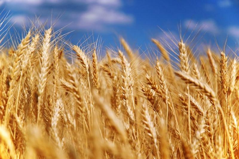 Цьогоріч в області очікується збур зернових на 130 тис. т більше від попереднього року