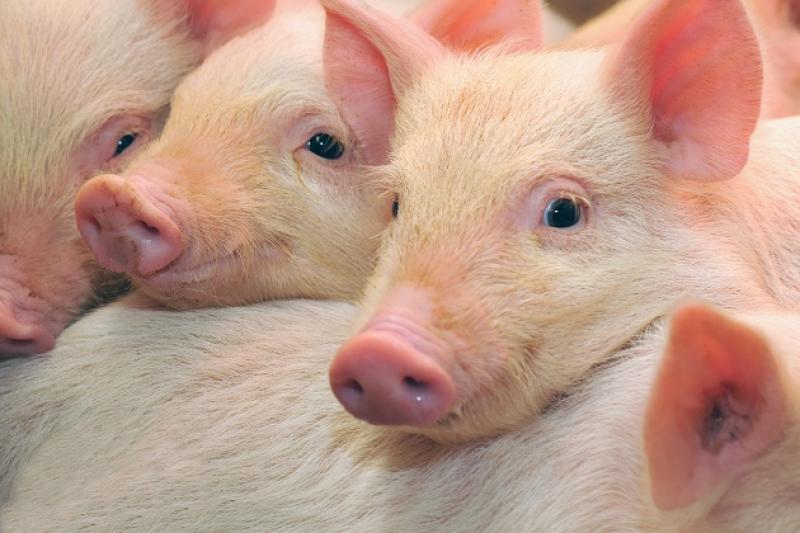 Під загрозою опинилося 7,7 тис. свиней