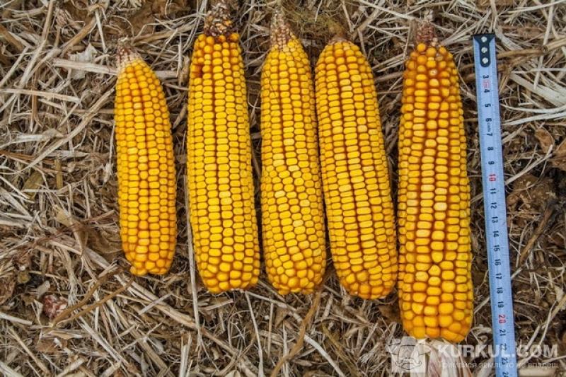 Аграрії Донецької області повідомляють про зниження якісних показників кукурудзи