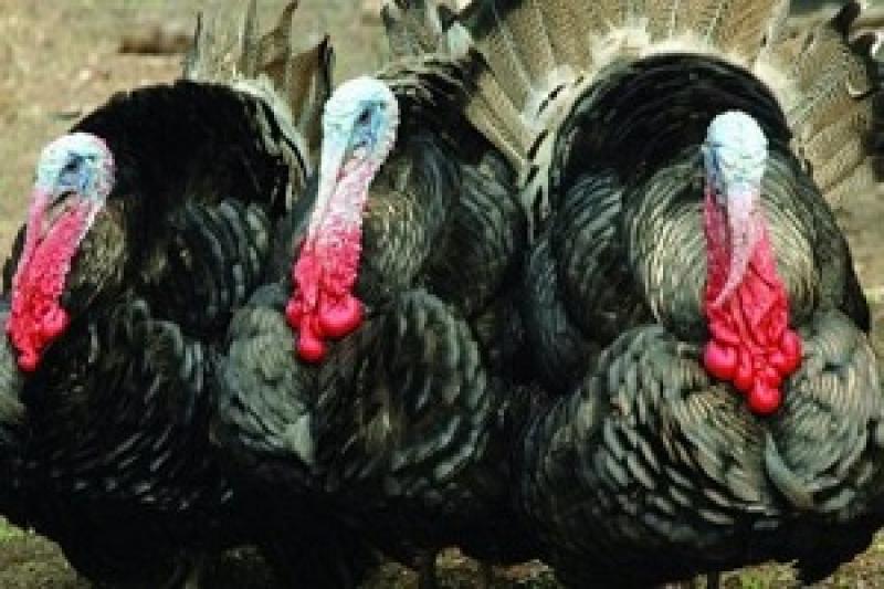 В Австралії виявили пташиний грип на фермі з розведення індички 