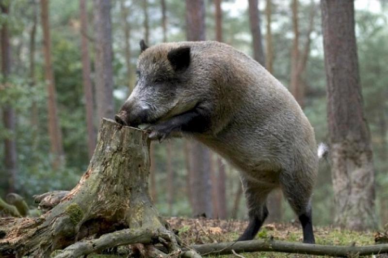 Вірус АЧС розповсюджується серед диких свиней
