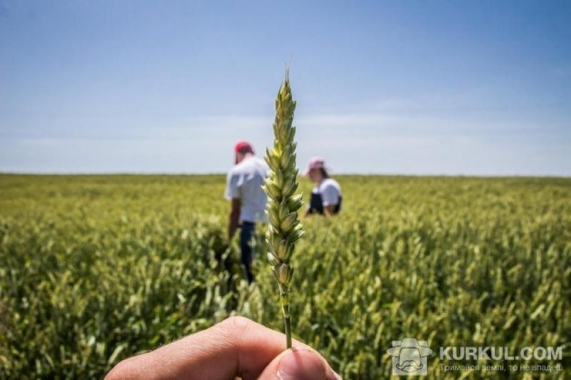 Імпортні сорти пшениці завойовують поля в Кіровогдадській області