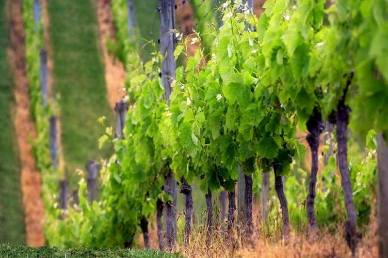 Бульдозером знищено 40-річні виноградники