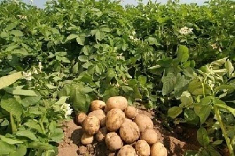 У Великобританії відзначається зниження валового збору картоплі