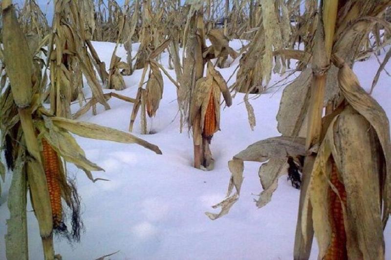 Вінницькі аграрії назвали причини затримки зі збиранням кукурудзи