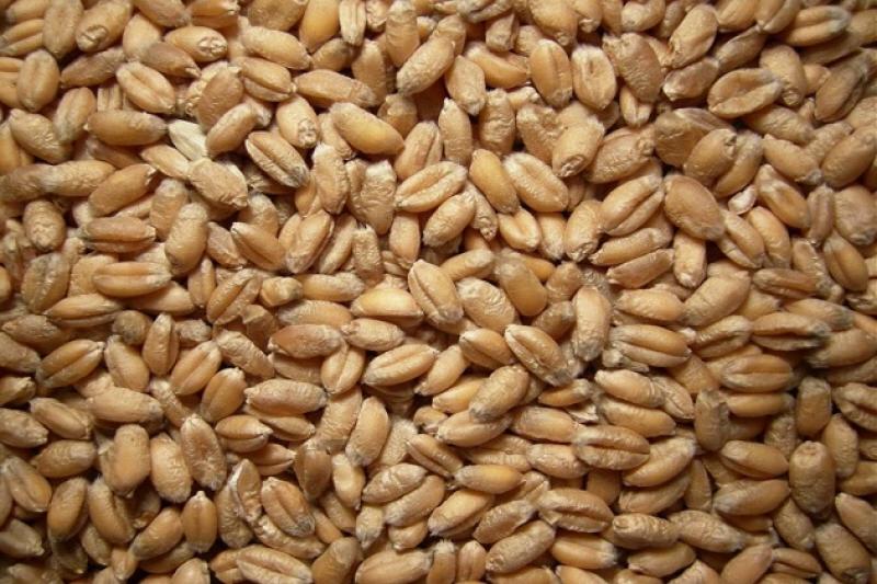 Фермерам забезпечать мінімальну ціну на пшеницю