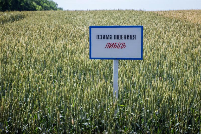 На Полтавщині висіяно сорти озимої пшениці Либідь та Водограй білоцерківський