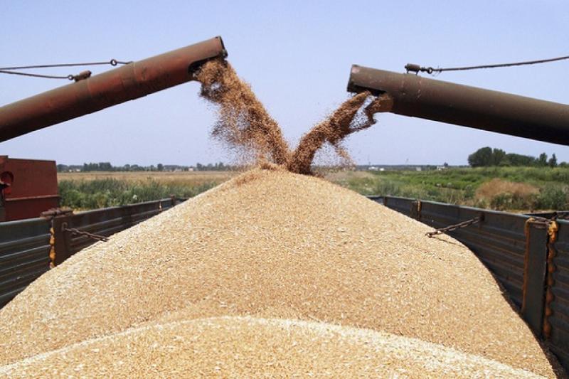 Виробництво зернових очікується у межах 64,2 млн т