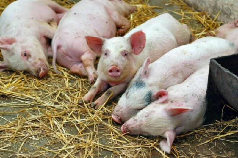 Від африканської чуми загинуло 35 голів свиней у двох фермерських господарствах