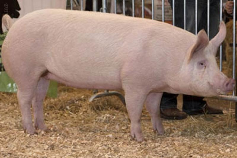 У Житомирському районі були виявлені трупи домашніх свиней