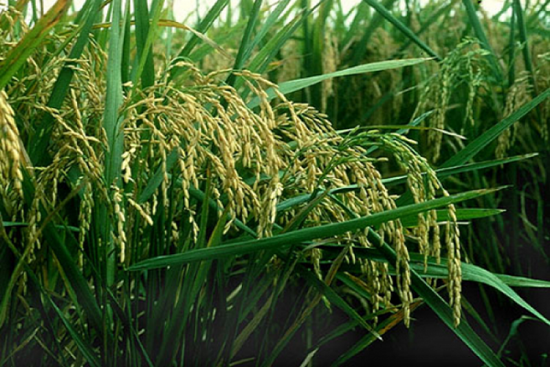 Під час весняної посівної кампанії площа посіву рису в США була збільшена на 22%