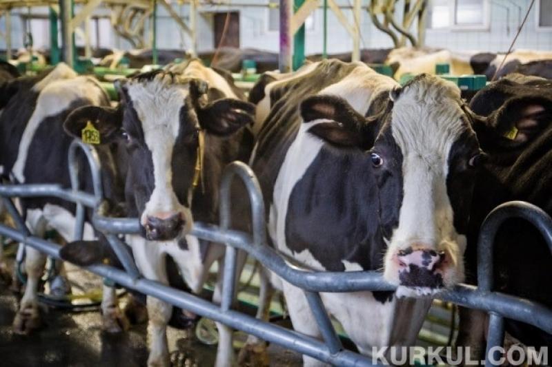 УМІ виробництва молока наприкінці року підніметься до 7% відносно кінця минулого року