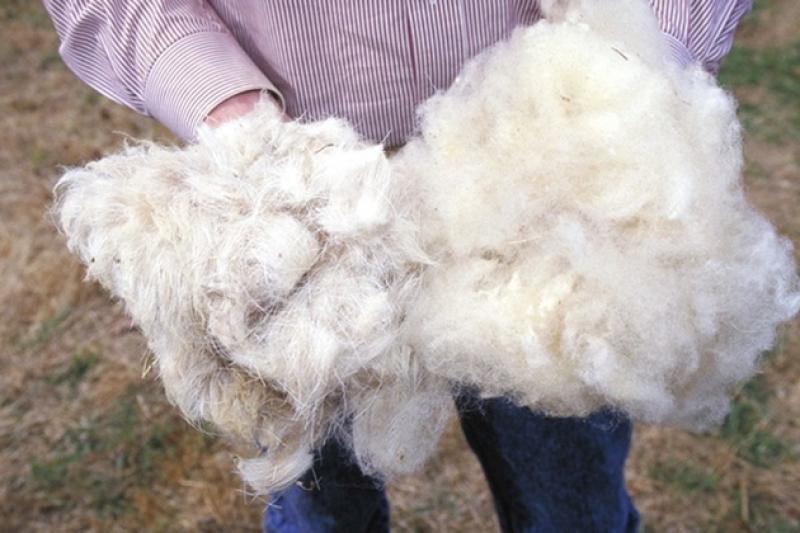 Фермерам складно реалізувати овечу вовну — Троцький