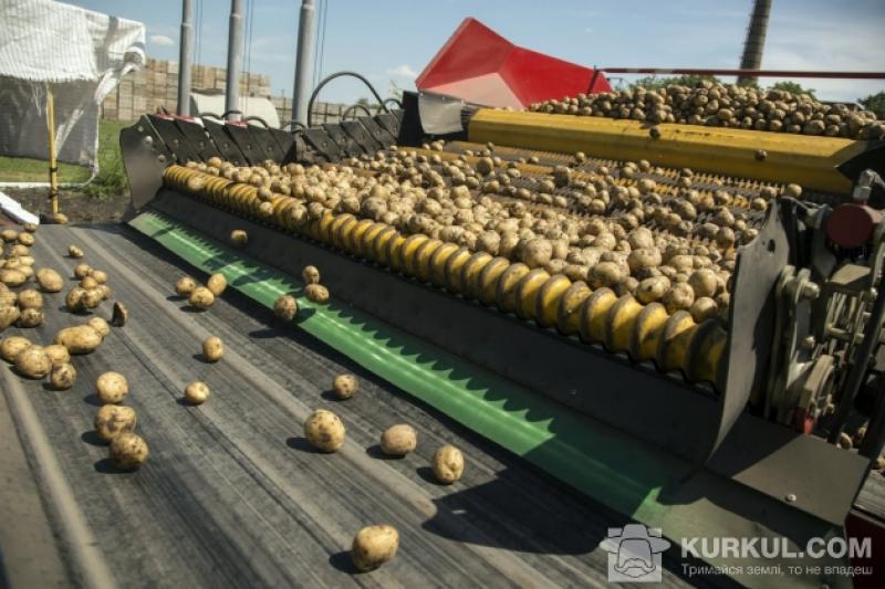 У середньому в Україні останніми роками збирається 21-24 млн т картоплі