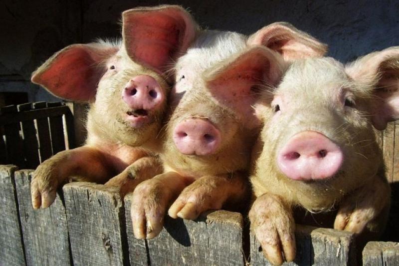 Випадки приховування захворювання свиней на АЧС трапляються часто