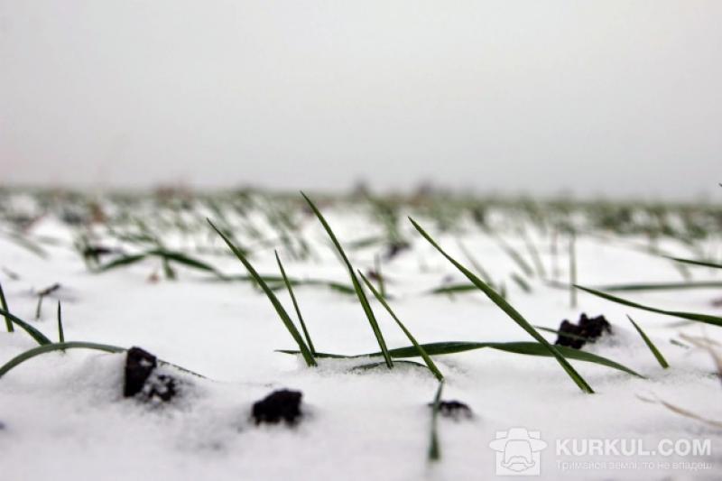 У деяких районах Івано-Франківщини площі посіву зернових культур збільшено у 3 рази