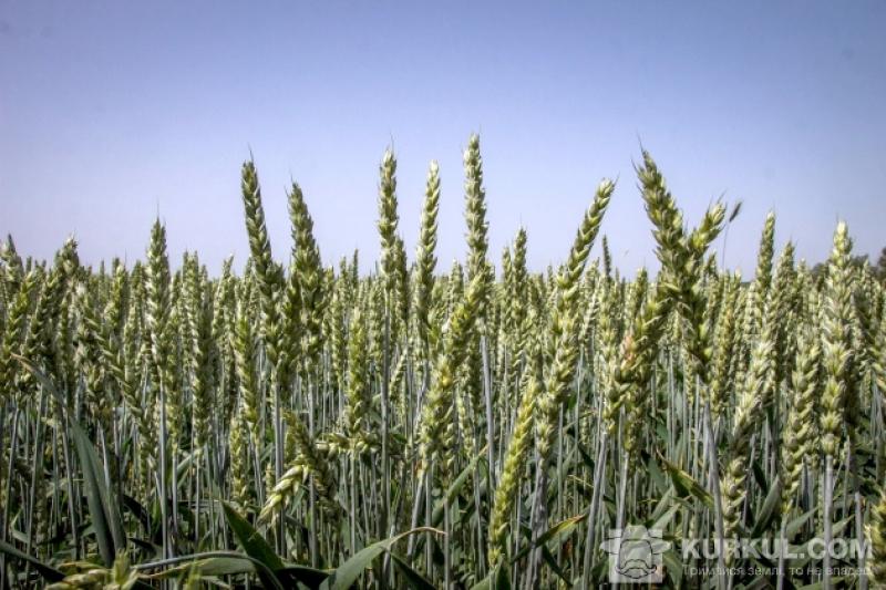 Речовина має однаковий механізм дії в усіх сільськогосподарських культур і може застососвуватись не тільки на пшениці