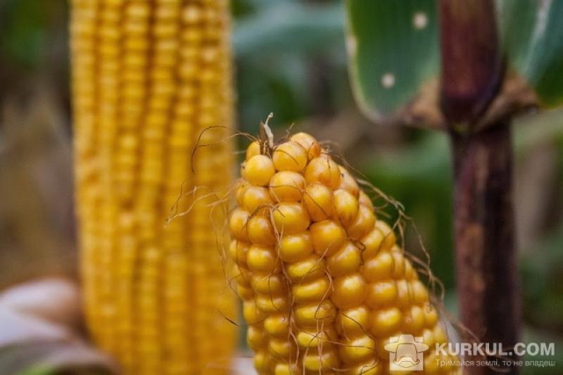 В Україні зріс сукупний обсяг виробництва зернових