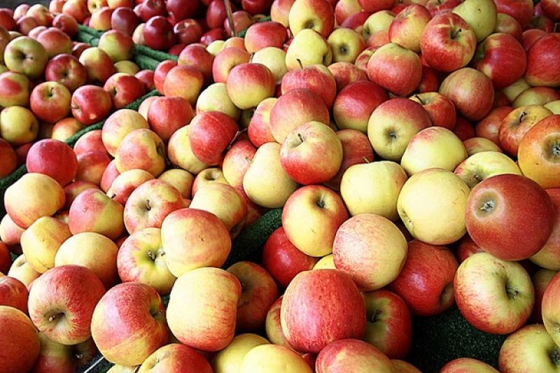 Загалом 40% яблук, вирощених цьогоріч в Україні, зібрали у Вінницькій області