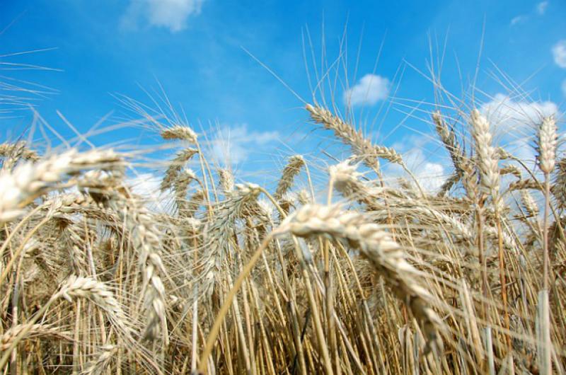 В області забезпечено прогнозовані показники із посіву озимих культур на зерно та зелений корм під урожай 2017 р. на площі 183,9 тис. га