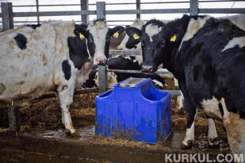 У більшості господарств збільшується рентабельність молока