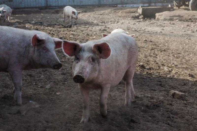 За рік українські підприємства виробили майже 231 тис. т свинини