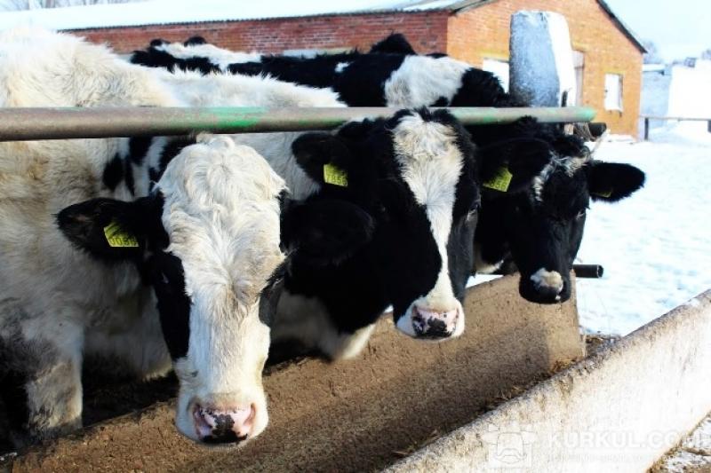 Минулого року сільгосппідприємствам області нараховано 635 тис грн за  приріст поголів’я корів