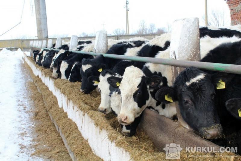 За поголів'ям ВРХ та корів у сільськогосподарських підприємствах Полтавська область продовжує посідати перше місце в Україні
