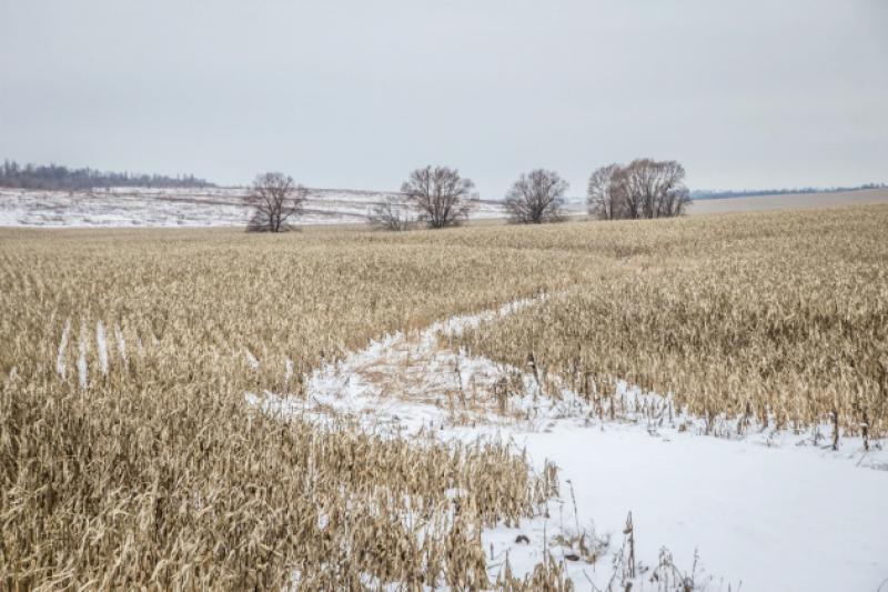 Загалом на Сумщині вже було обмолочено 314,4 тис. га кукурудзи на зерно