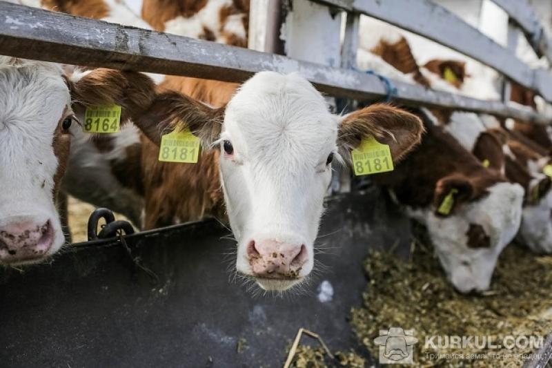 Сімейні ферми були відкриті в рамках реалізації проекту «Розвиток молочного бізнесу» в Україні 