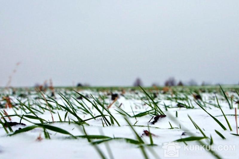 Озимі культури, багаторічні трави та плодові культури на Запоріжжі перебувають у стані зимового спокою