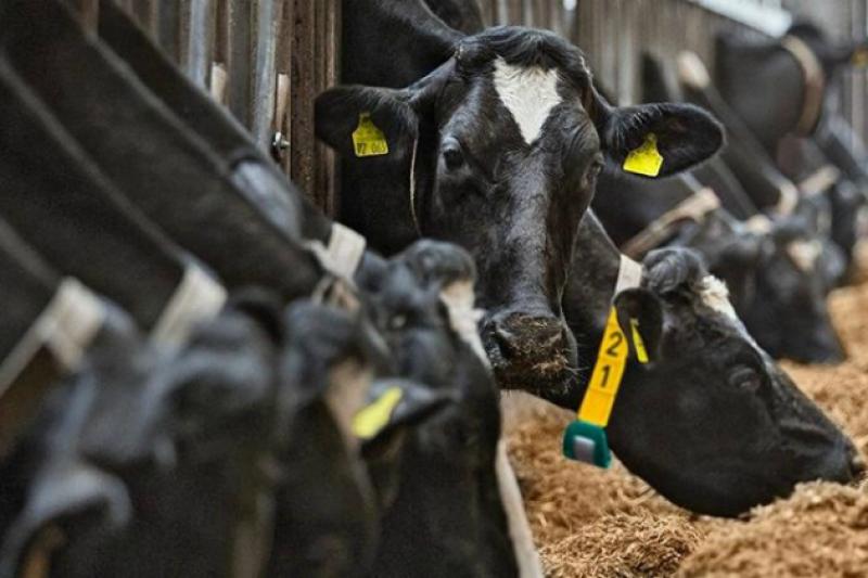 Також завдяки грантам на Херсонщині вдалося відкрити 25 сімейних молочних ферм