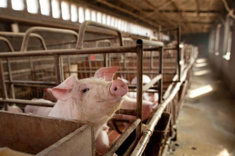 Карантин передбачає заборону на реалізацію в осередку АЧС всієї тваринницької продукції непромислового виробництва