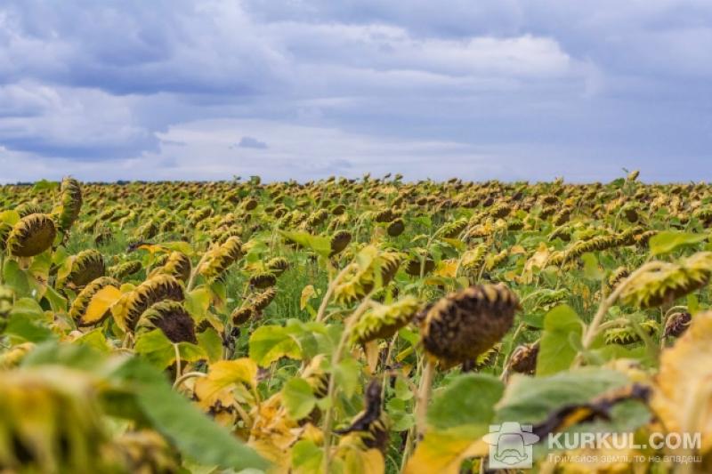 Лідером в Україні залишається Харківська область, де намолотили 1352,5 тис. т насіння соняшнику